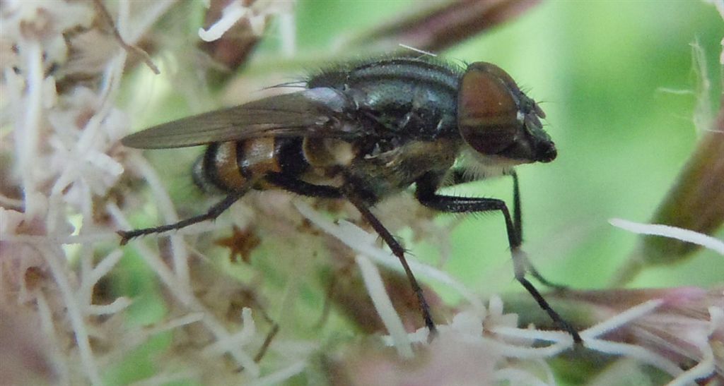 Stomorhina lunata dalla Campania